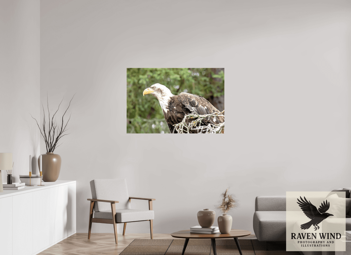 Raven Wind Photography & Illustrations-Majestic Watch - Bald Eagle on the Kenai Fine Art Wildlife Print -