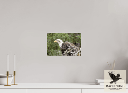 Raven Wind Photography & Illustrations-Majestic Watch - Bald Eagle on the Kenai Fine Art Wildlife Print -