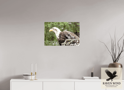 Raven Wind Photography & Illustrations-Majestic Watch - Bald Eagle on the Kenai Fine Art Wildlife Print -