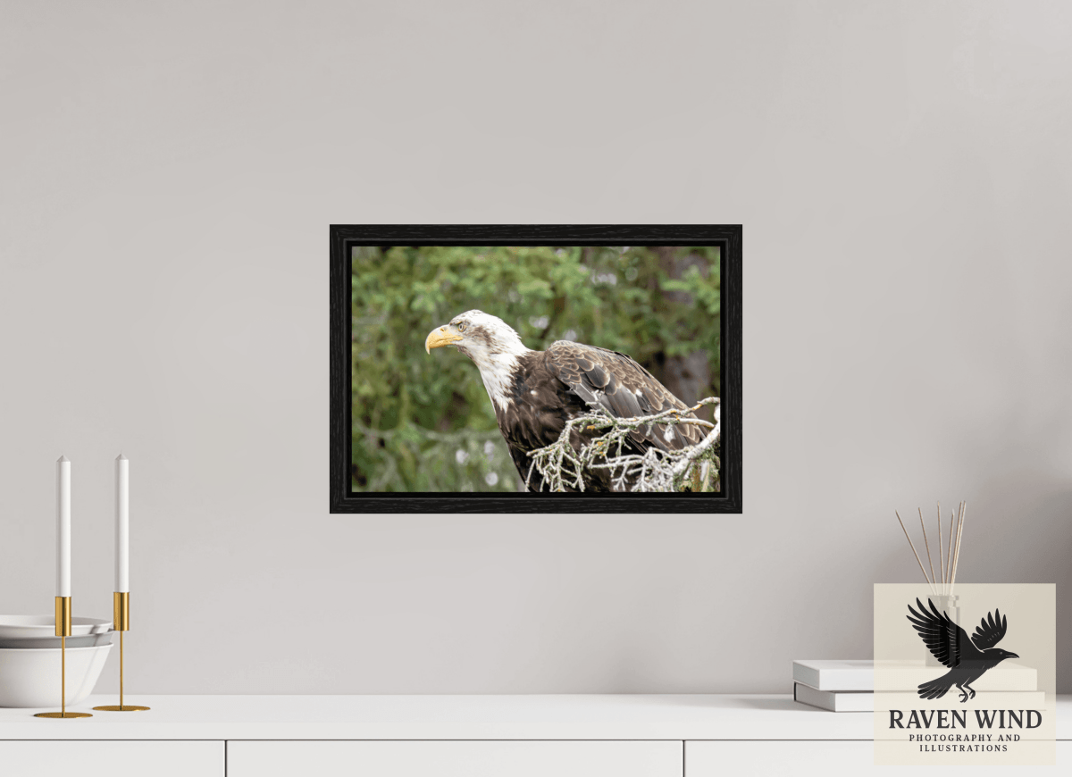 Raven Wind Photography & Illustrations-Majestic Watch - Bald Eagle on the Kenai Fine Art Wildlife Print -