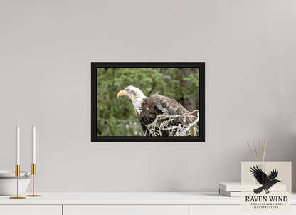 Raven Wind Photography & Illustrations-Majestic Watch - Bald Eagle on the Kenai Fine Art Wildlife Print -