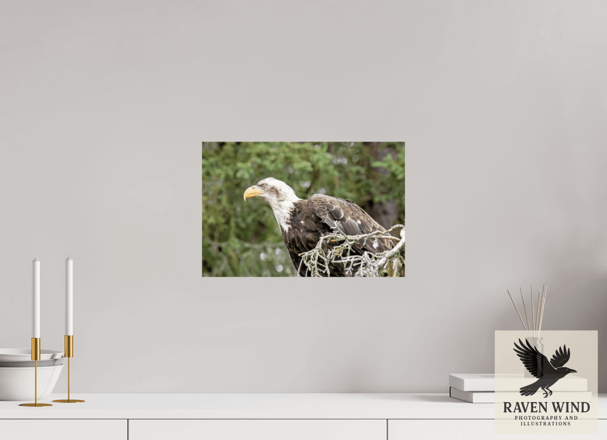 Raven Wind Photography & Illustrations-Majestic Watch - Bald Eagle on the Kenai Fine Art Wildlife Print -