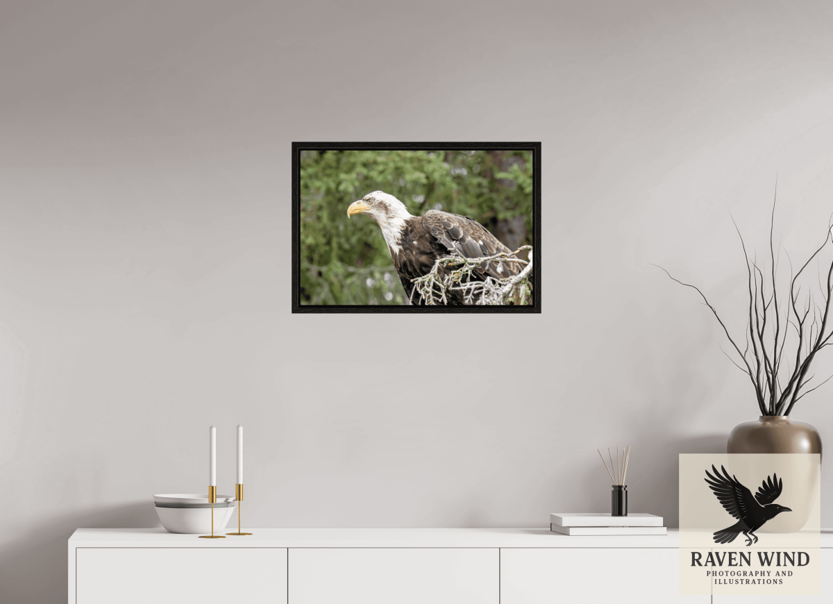 Raven Wind Photography & Illustrations-Majestic Watch - Bald Eagle on the Kenai Fine Art Wildlife Print -