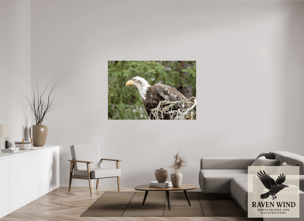 Raven Wind Photography & Illustrations-Majestic Watch - Bald Eagle on the Kenai Fine Art Wildlife Print -