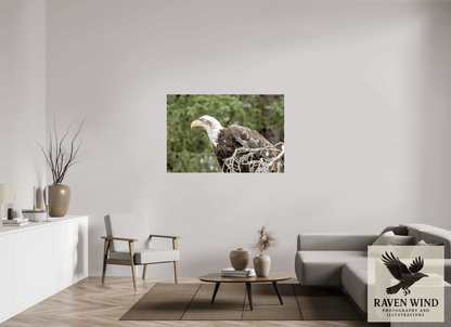 Raven Wind Photography & Illustrations-Majestic Watch - Bald Eagle on the Kenai Fine Art Wildlife Print -