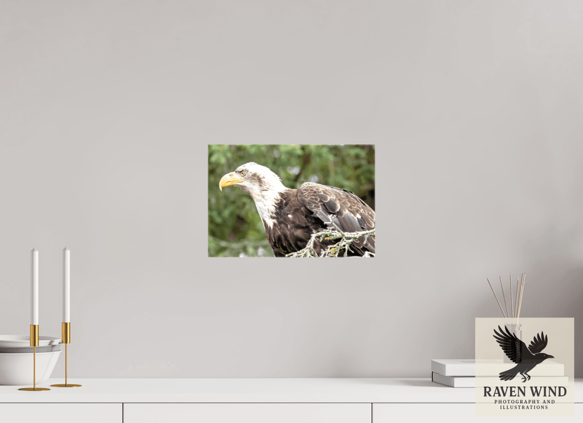 Raven Wind Photography & Illustrations-Majestic Watch - Bald Eagle on the Kenai Fine Art Wildlife Print -