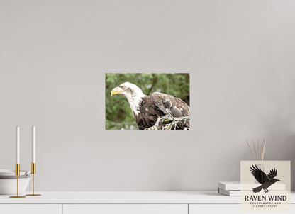 Raven Wind Photography & Illustrations-Majestic Watch - Bald Eagle on the Kenai Fine Art Wildlife Print -