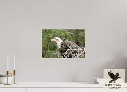 Raven Wind Photography & Illustrations-Majestic Watch - Bald Eagle on the Kenai Fine Art Wildlife Print -