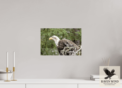 Raven Wind Photography & Illustrations-Majestic Watch - Bald Eagle on the Kenai Fine Art Wildlife Print -