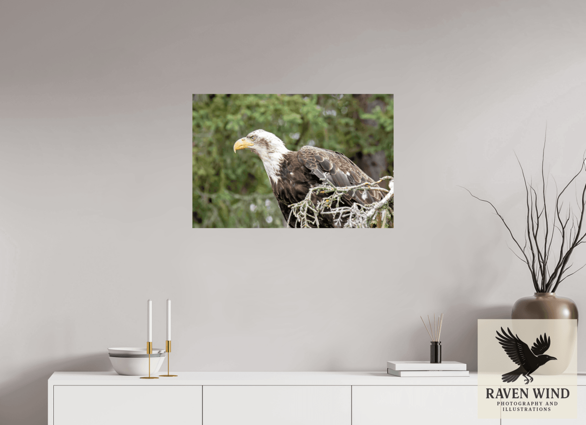 Raven Wind Photography & Illustrations-Majestic Watch - Bald Eagle on the Kenai Fine Art Wildlife Print -