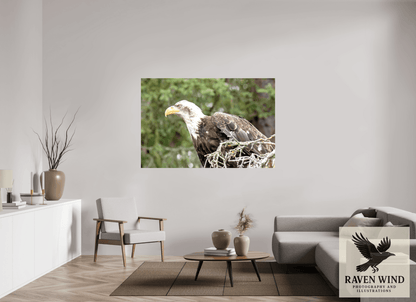 Raven Wind Photography & Illustrations-Majestic Watch - Bald Eagle on the Kenai Fine Art Wildlife Print -