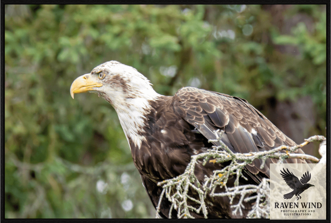 Raven Wind Photography & Illustrations-Majestic Watch - Bald Eagle on the Kenai Fine Art Wildlife Print -