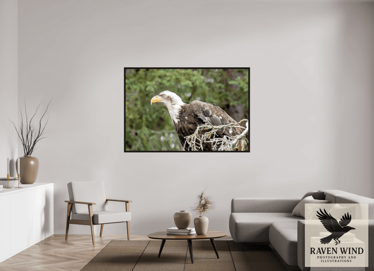 Raven Wind Photography & Illustrations-Majestic Watch - Bald Eagle on the Kenai Fine Art Wildlife Print -