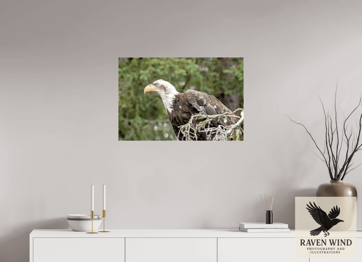 Raven Wind Photography & Illustrations-Majestic Watch - Bald Eagle on the Kenai Fine Art Wildlife Print -