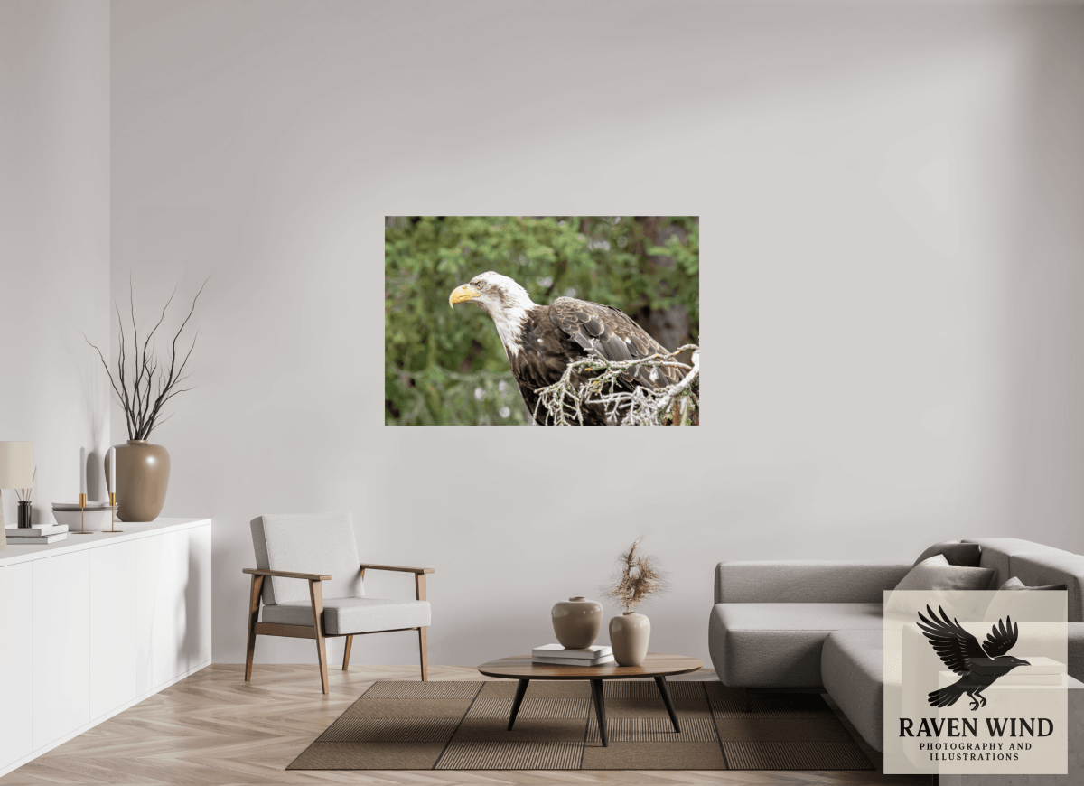 Raven Wind Photography & Illustrations-Majestic Watch - Bald Eagle on the Kenai Fine Art Wildlife Print -