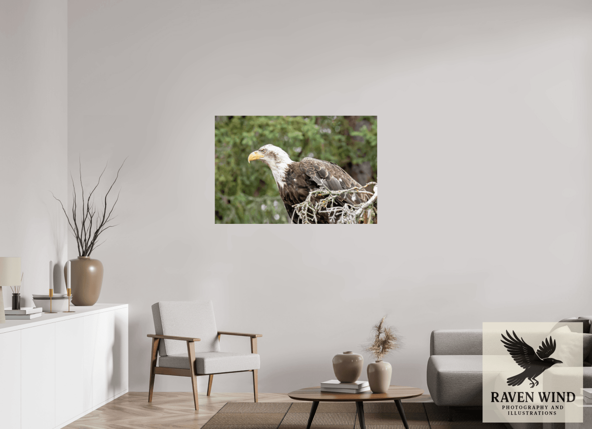 Raven Wind Photography & Illustrations-Majestic Watch - Bald Eagle on the Kenai Fine Art Wildlife Print -