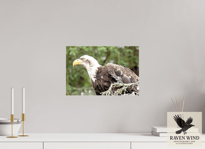 Raven Wind Photography & Illustrations-Majestic Watch - Bald Eagle on the Kenai Fine Art Wildlife Print -