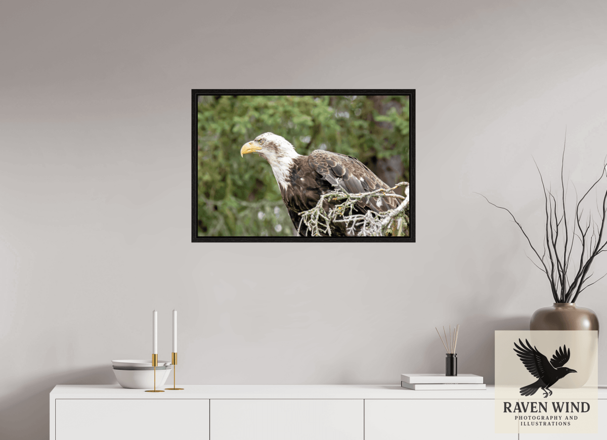 Raven Wind Photography & Illustrations-Majestic Watch - Bald Eagle on the Kenai Fine Art Wildlife Print -