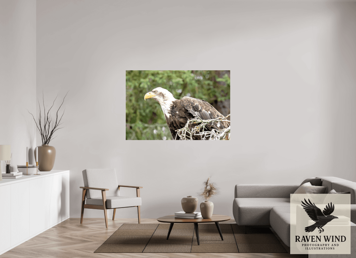 Raven Wind Photography & Illustrations-Majestic Watch - Bald Eagle on the Kenai Fine Art Wildlife Print -