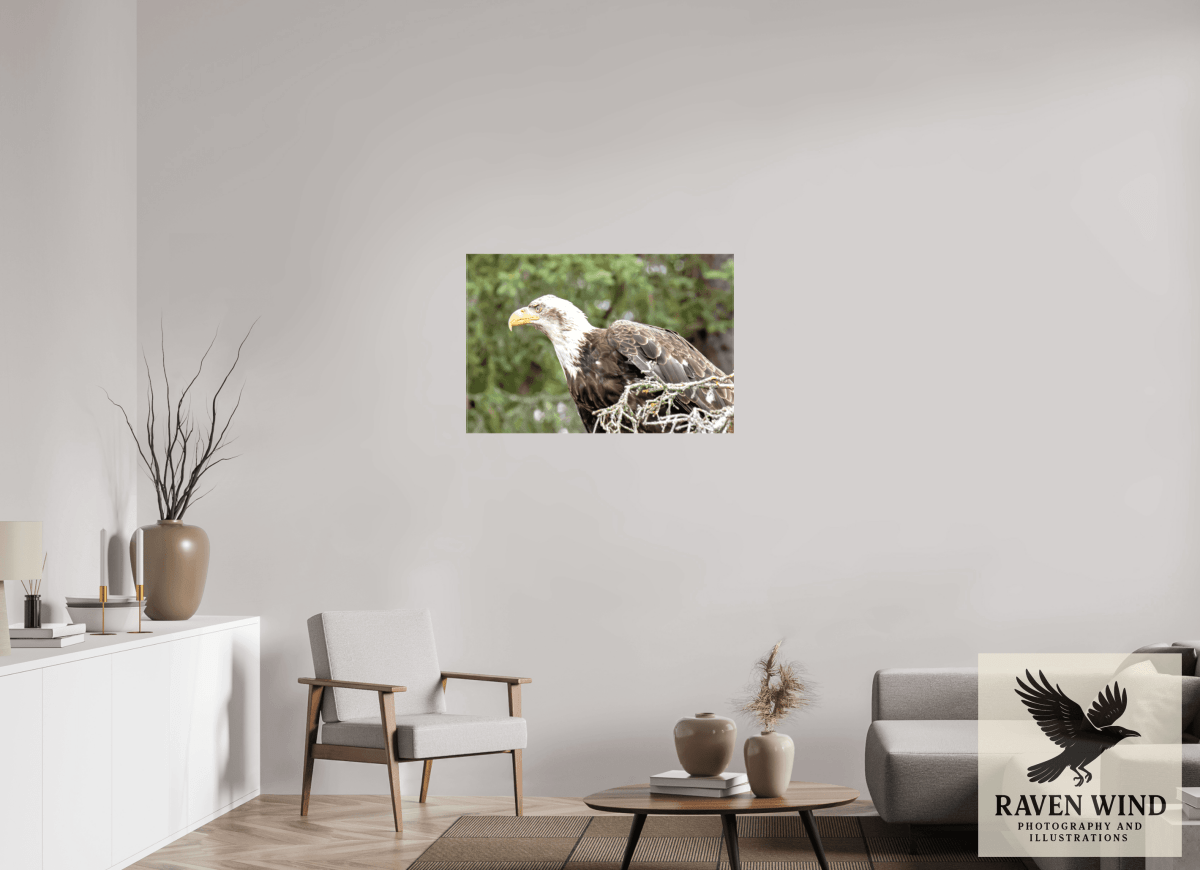 Raven Wind Photography & Illustrations-Majestic Watch - Bald Eagle on the Kenai Fine Art Wildlife Print -