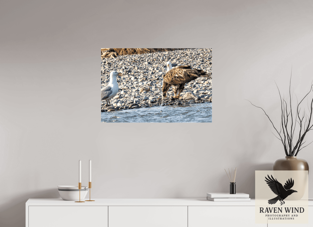 Raven Wind Photography & Illustrations-Mine? Mine? - Bald Eagle and Seagull Standoff Fine Art Wildlife Print -