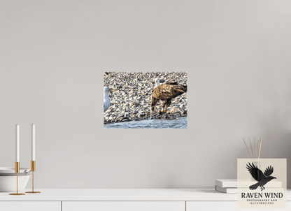 Raven Wind Photography & Illustrations-Mine? Mine? - Bald Eagle and Seagull Standoff Fine Art Wildlife Print -
