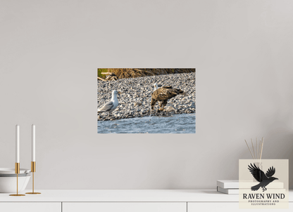 Raven Wind Photography & Illustrations-Mine? Mine? - Bald Eagle and Seagull Standoff Fine Art Wildlife Print -