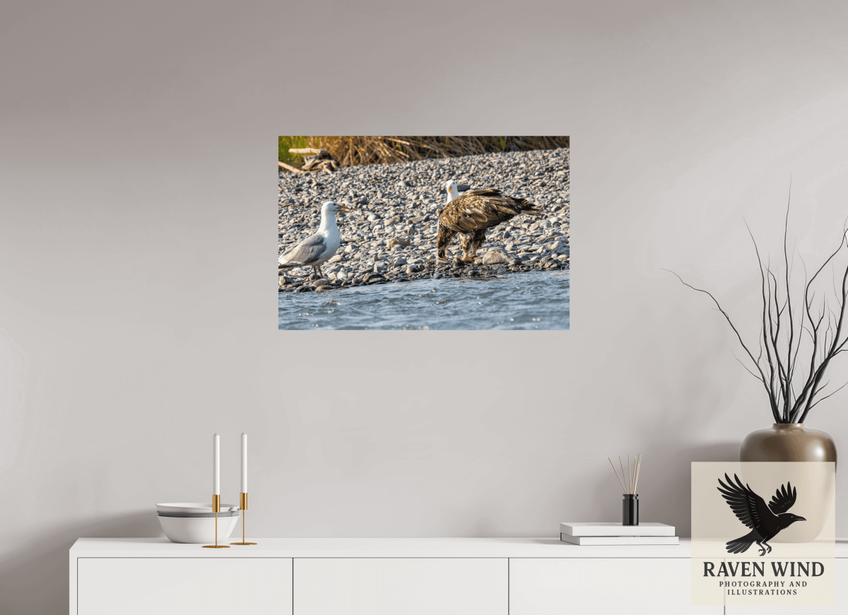 Raven Wind Photography & Illustrations-Mine? Mine? - Bald Eagle and Seagull Standoff Fine Art Wildlife Print -