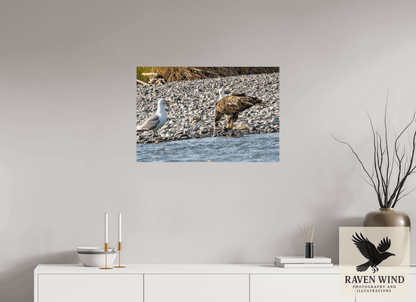 Raven Wind Photography & Illustrations-Mine? Mine? - Bald Eagle and Seagull Standoff Fine Art Wildlife Print -
