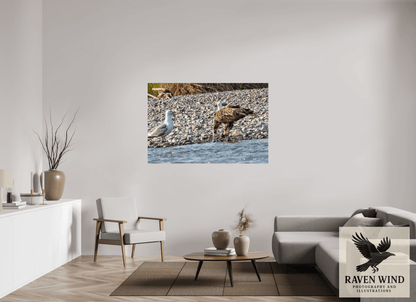 Raven Wind Photography & Illustrations-Mine? Mine? - Bald Eagle and Seagull Standoff Fine Art Wildlife Print -