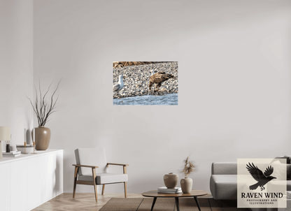 Raven Wind Photography & Illustrations-Mine? Mine? - Bald Eagle and Seagull Standoff Fine Art Wildlife Print -