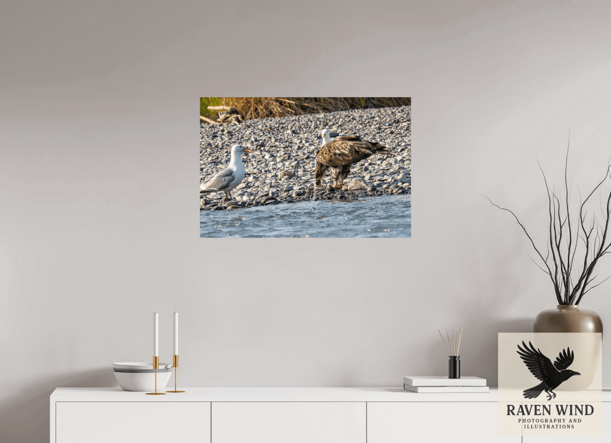 Raven Wind Photography & Illustrations-Mine? Mine? - Bald Eagle and Seagull Standoff Fine Art Wildlife Print -