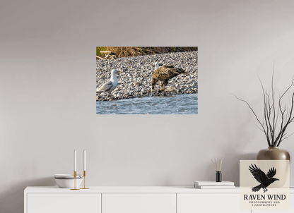 Raven Wind Photography & Illustrations-Mine? Mine? - Bald Eagle and Seagull Standoff Fine Art Wildlife Print -
