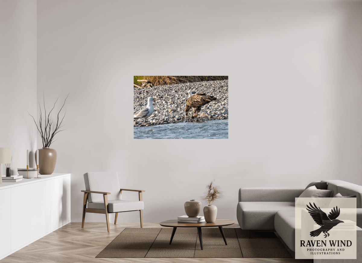 Raven Wind Photography & Illustrations-Mine? Mine? - Bald Eagle and Seagull Standoff Fine Art Wildlife Print -