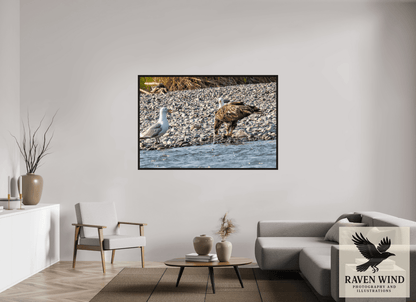 Raven Wind Photography & Illustrations-Mine? Mine? - Bald Eagle and Seagull Standoff Fine Art Wildlife Print -