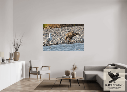 Raven Wind Photography & Illustrations-Mine? Mine? - Bald Eagle and Seagull Standoff Fine Art Wildlife Print -