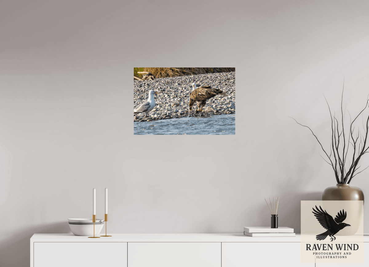 Raven Wind Photography & Illustrations-Mine? Mine? - Bald Eagle and Seagull Standoff Fine Art Wildlife Print -