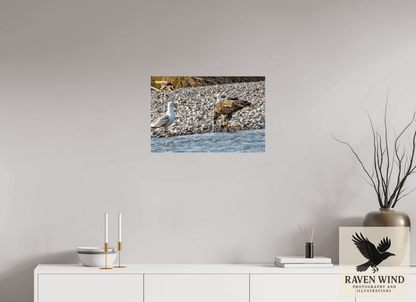 Raven Wind Photography & Illustrations-Mine? Mine? - Bald Eagle and Seagull Standoff Fine Art Wildlife Print -