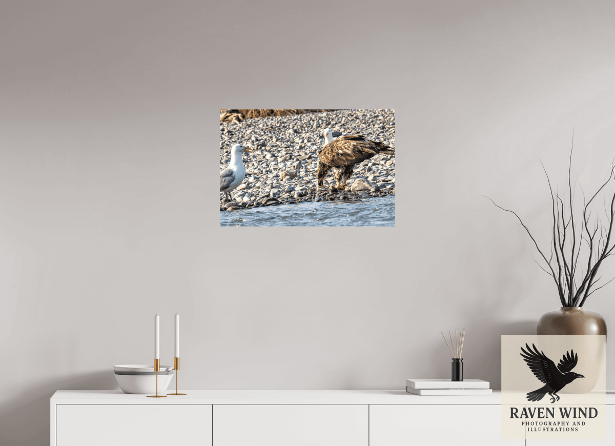 Raven Wind Photography & Illustrations-Mine? Mine? - Bald Eagle and Seagull Standoff Fine Art Wildlife Print -