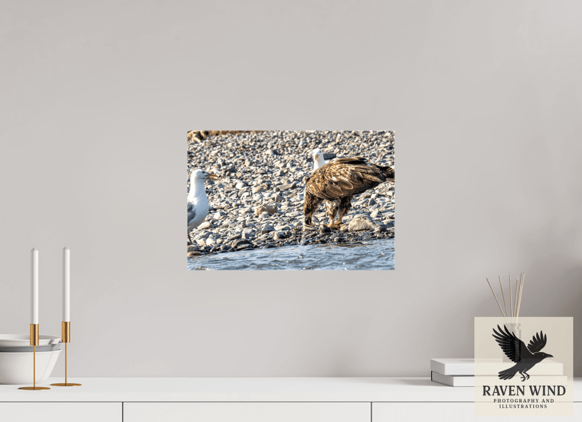 Raven Wind Photography & Illustrations-Mine? Mine? - Bald Eagle and Seagull Standoff Fine Art Wildlife Print -