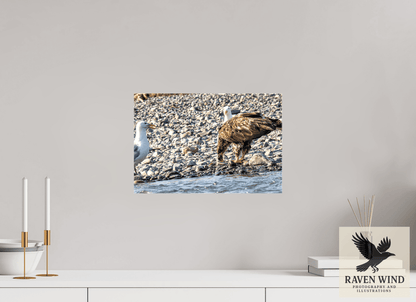 Raven Wind Photography & Illustrations-Mine? Mine? - Bald Eagle and Seagull Standoff Fine Art Wildlife Print -