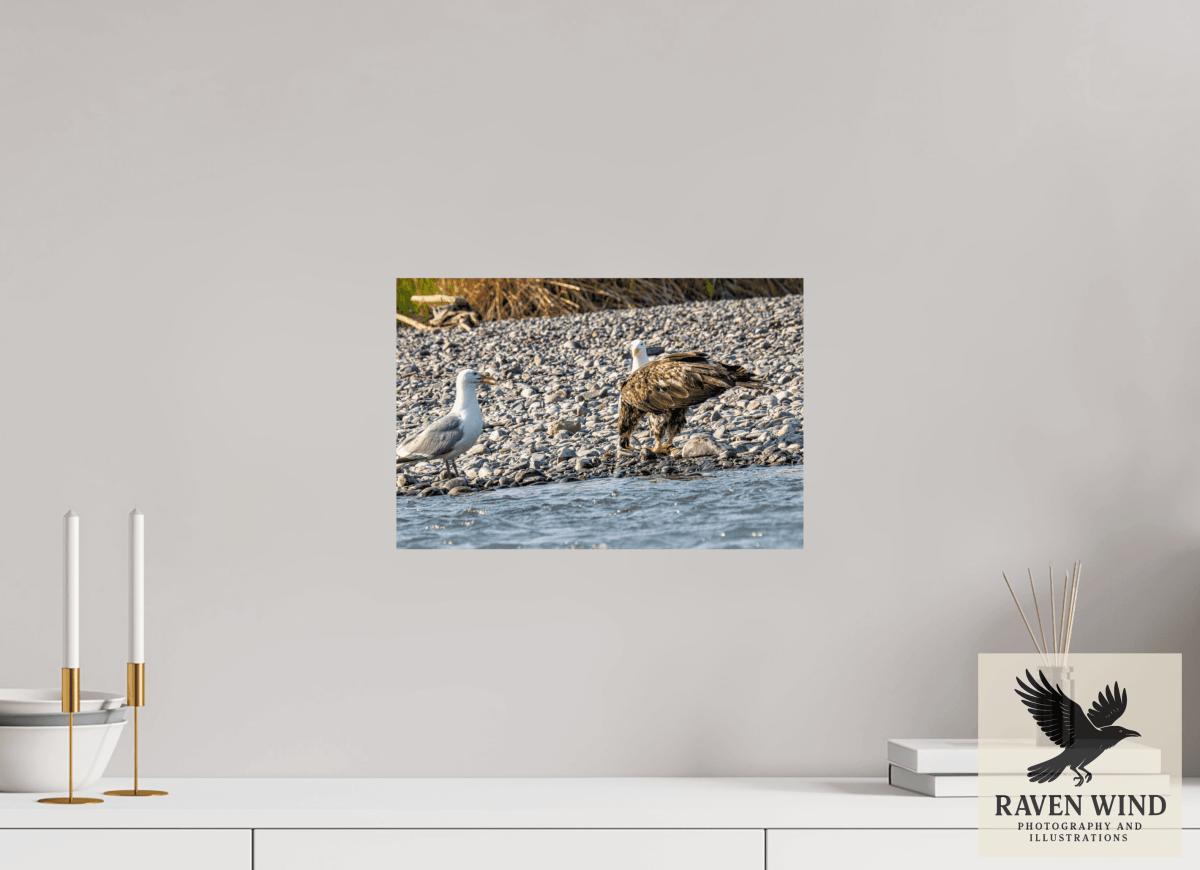 Raven Wind Photography & Illustrations-Mine? Mine? - Bald Eagle and Seagull Standoff Fine Art Wildlife Print -