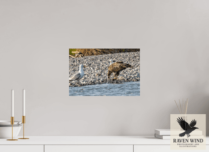 Raven Wind Photography & Illustrations-Mine? Mine? - Bald Eagle and Seagull Standoff Fine Art Wildlife Print -