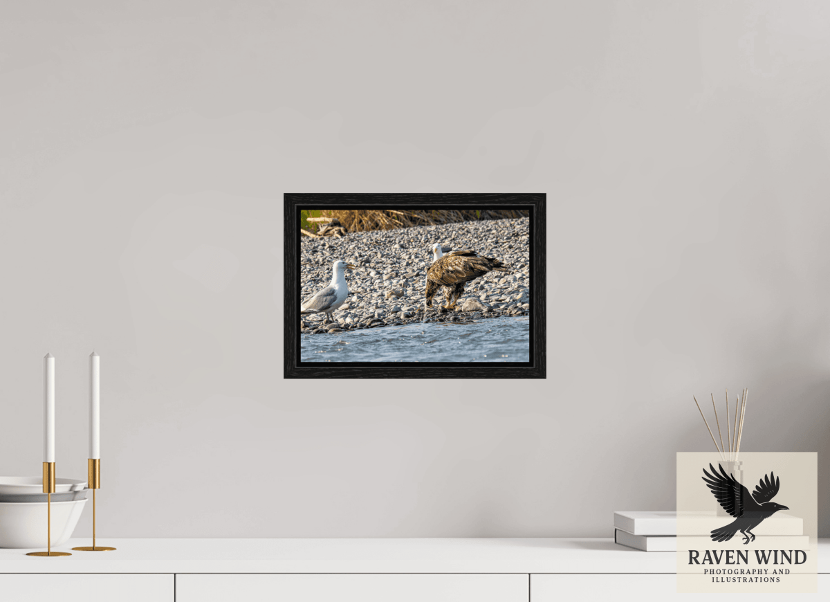 Raven Wind Photography & Illustrations-Mine? Mine? - Bald Eagle and Seagull Standoff Fine Art Wildlife Print -