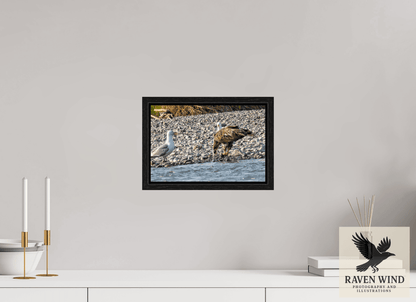Raven Wind Photography & Illustrations-Mine? Mine? - Bald Eagle and Seagull Standoff Fine Art Wildlife Print -