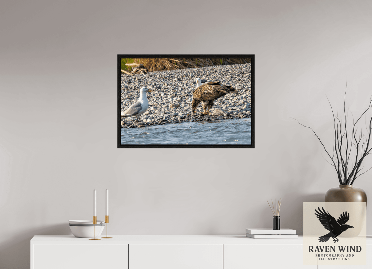 Raven Wind Photography & Illustrations-Mine? Mine? - Bald Eagle and Seagull Standoff Fine Art Wildlife Print -