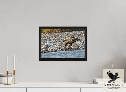 Raven Wind Photography & Illustrations-Mine? Mine? - Bald Eagle and Seagull Standoff Fine Art Wildlife Print -