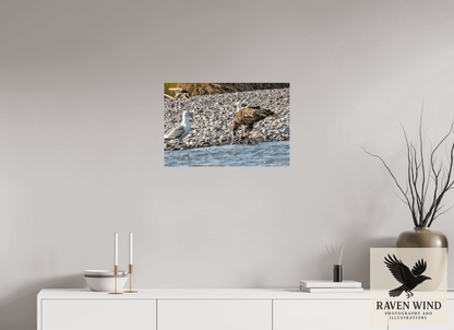 Raven Wind Photography & Illustrations-Mine? Mine? - Bald Eagle and Seagull Standoff Fine Art Wildlife Print -