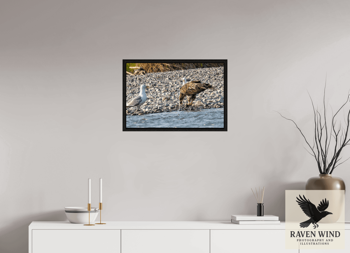 Raven Wind Photography & Illustrations-Mine? Mine? - Bald Eagle and Seagull Standoff Fine Art Wildlife Print -