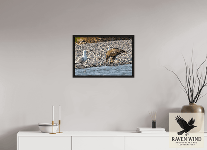 Raven Wind Photography & Illustrations-Mine? Mine? - Bald Eagle and Seagull Standoff Fine Art Wildlife Print -